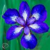 Iris Sibirica See Stars